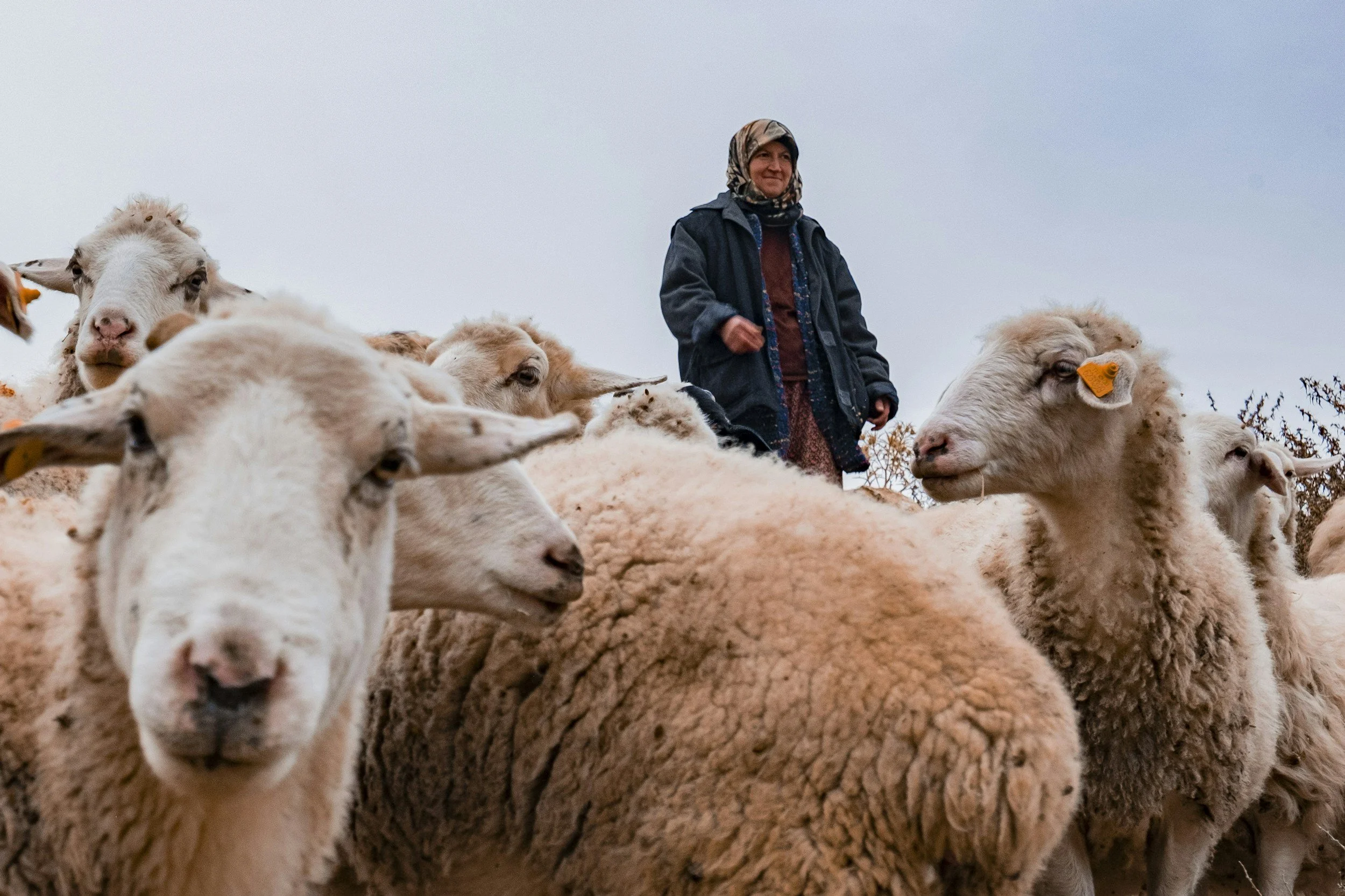 Shepherds