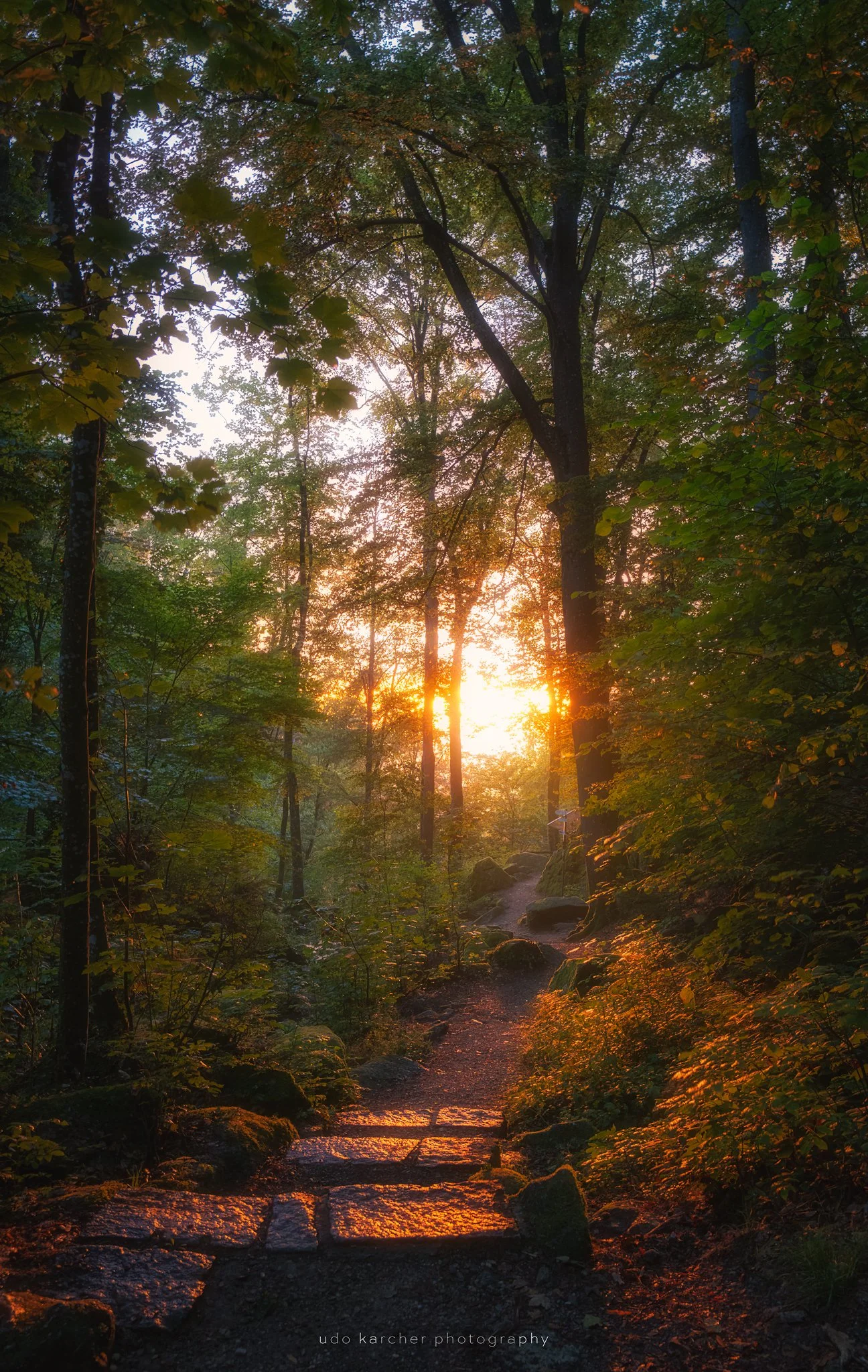 Red – Rot leuchtender Sonnenuntergang, der durch die Bäume in den Wald strahlt und einen Weg mit nassen Steinstufen hervorhebt.