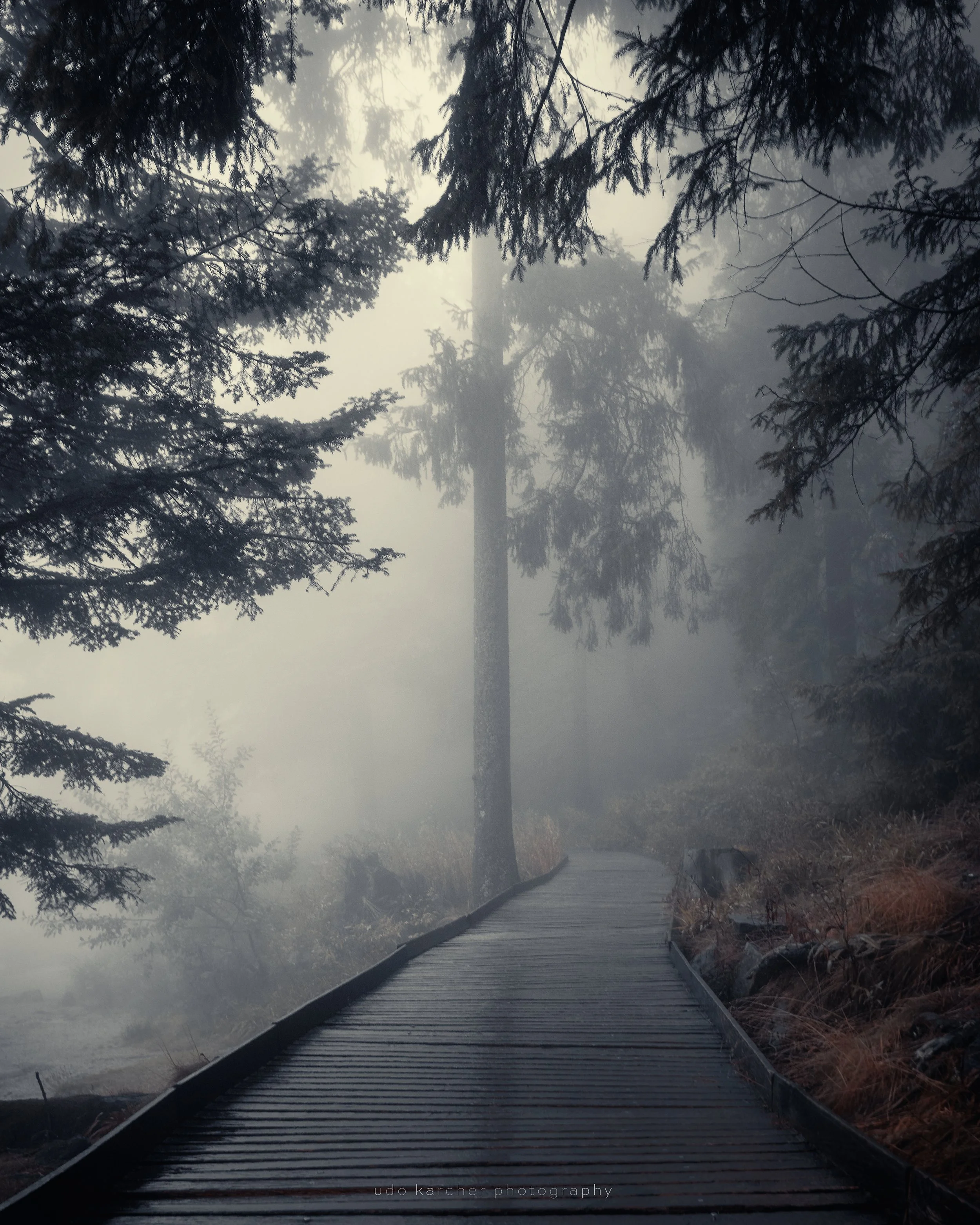 Dreams – Morgennebel nach dem Regen mit Holzpfad zwischen Bäumen und Ufer