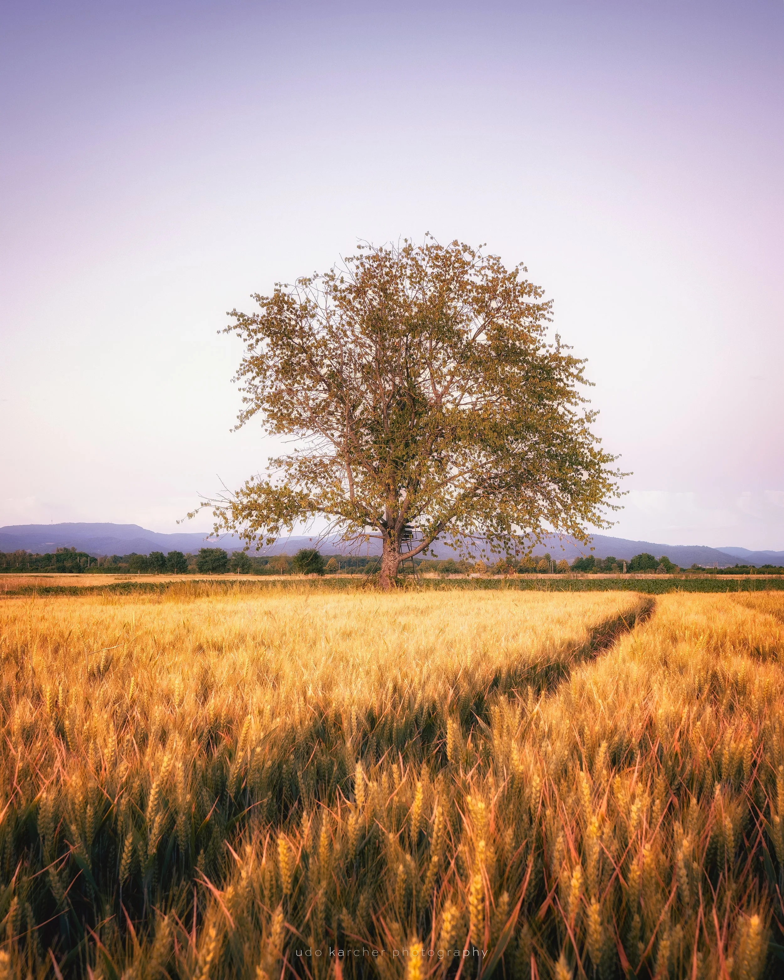 Good Bye – Einzelner Baum am Ende eines Getreidefeldes im Licht des Sonnenuntergangs