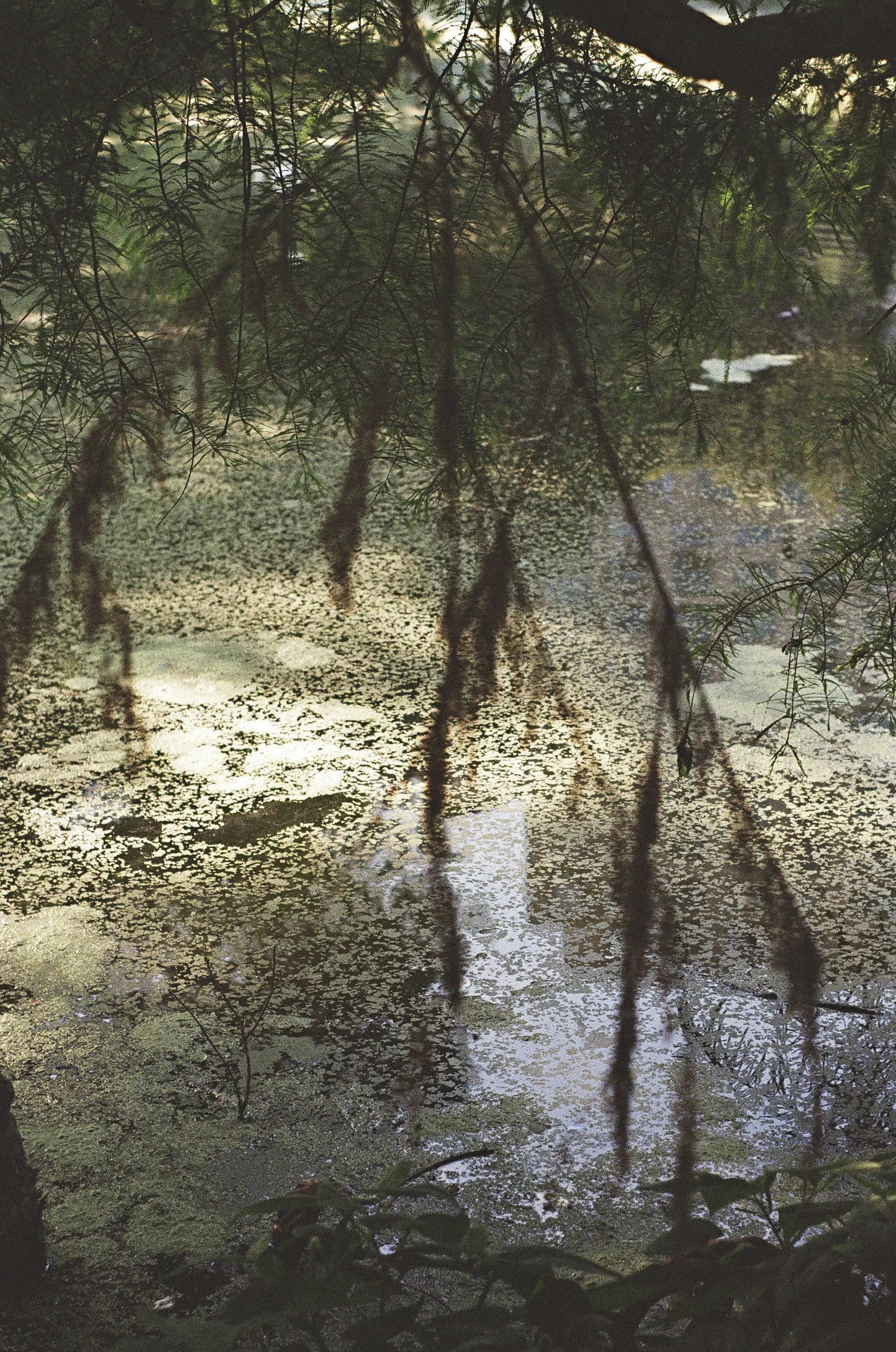 61990013_Afterlight.jpg
