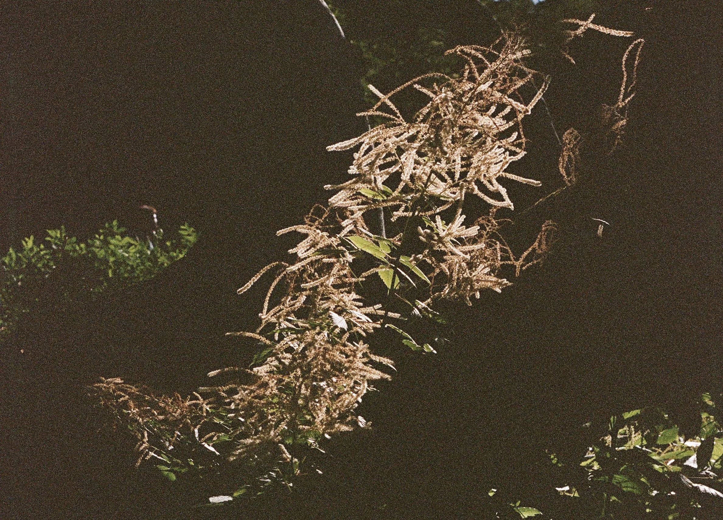 59070024_Afterlight.jpg