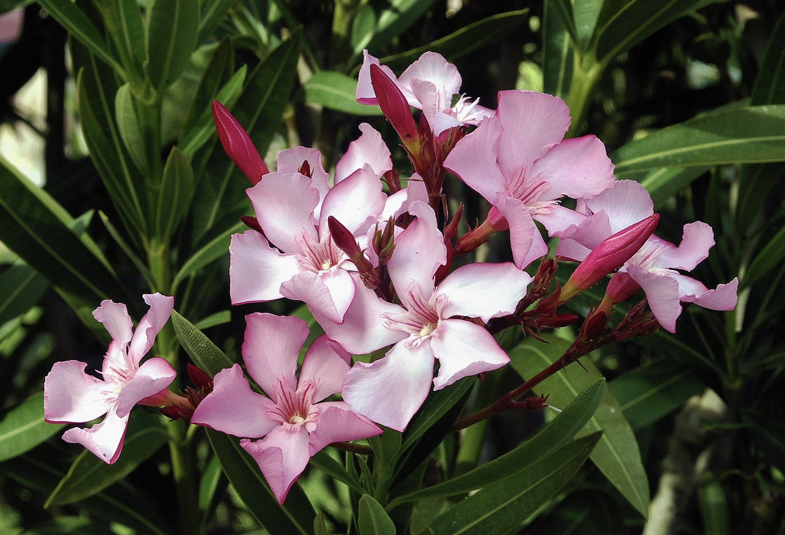 Perfectly Poisonous: Plant at your own risk!