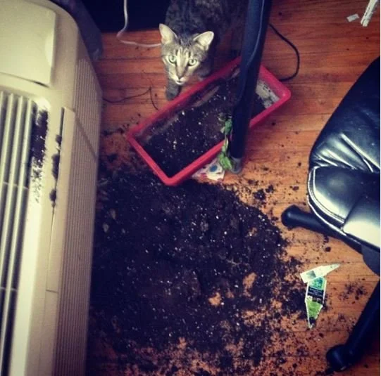 Cat-proofing your Houseplant Jungle