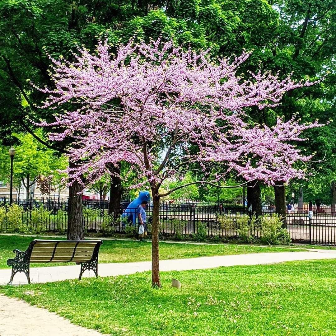 The Leaflet eNewsletter June 2020