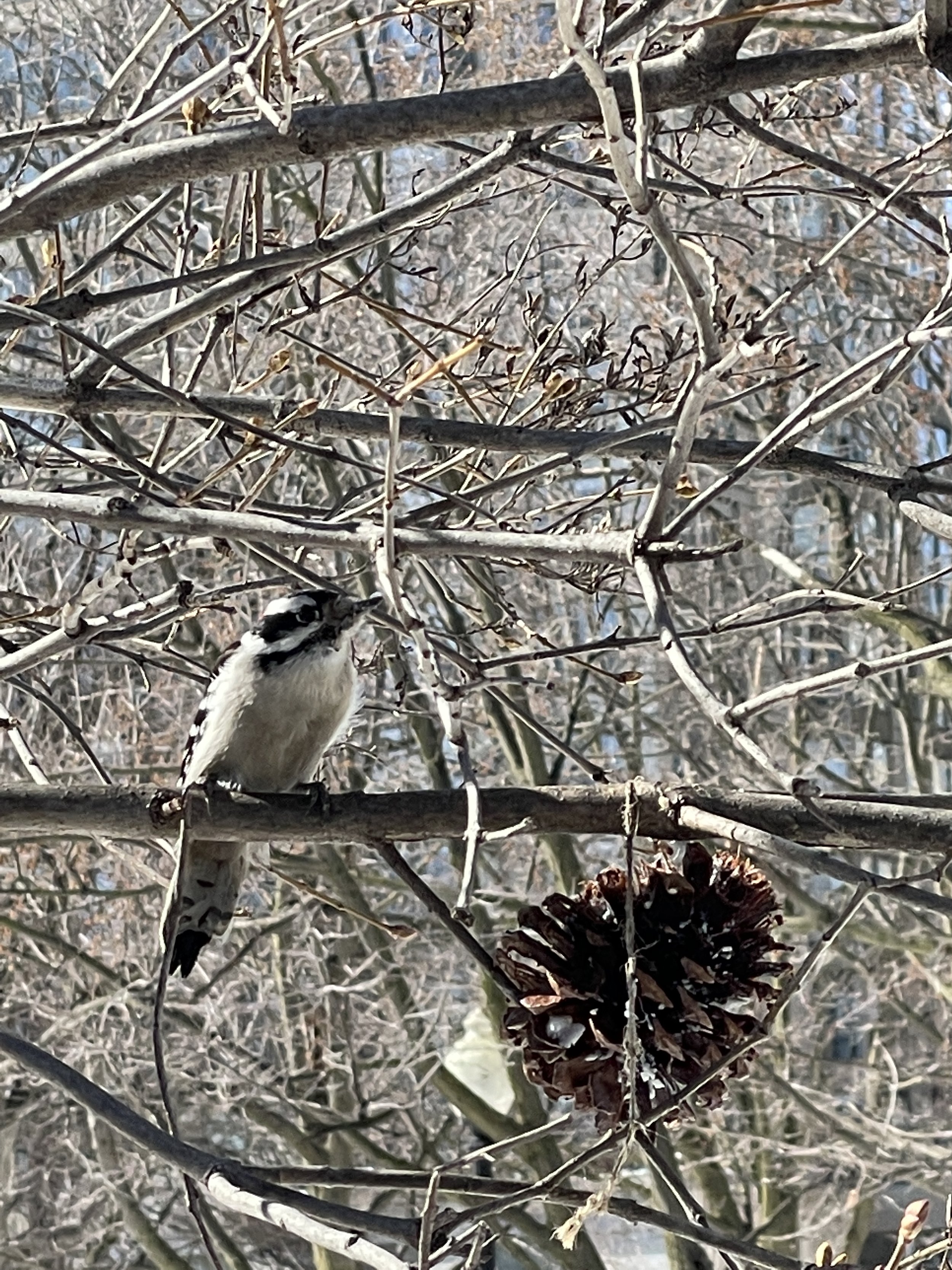 Woodpecker at Allan Gardens 