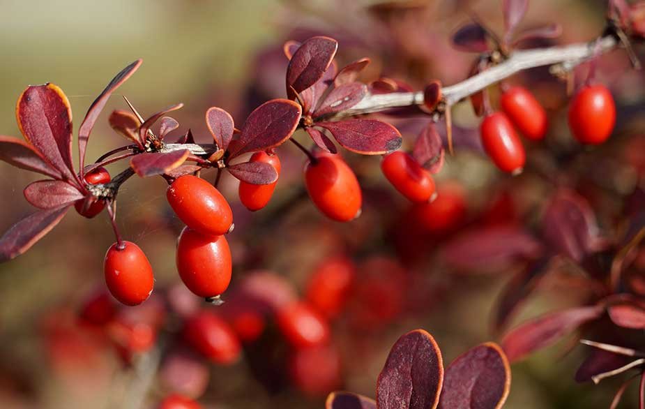 barberry-foraging-1.jpg