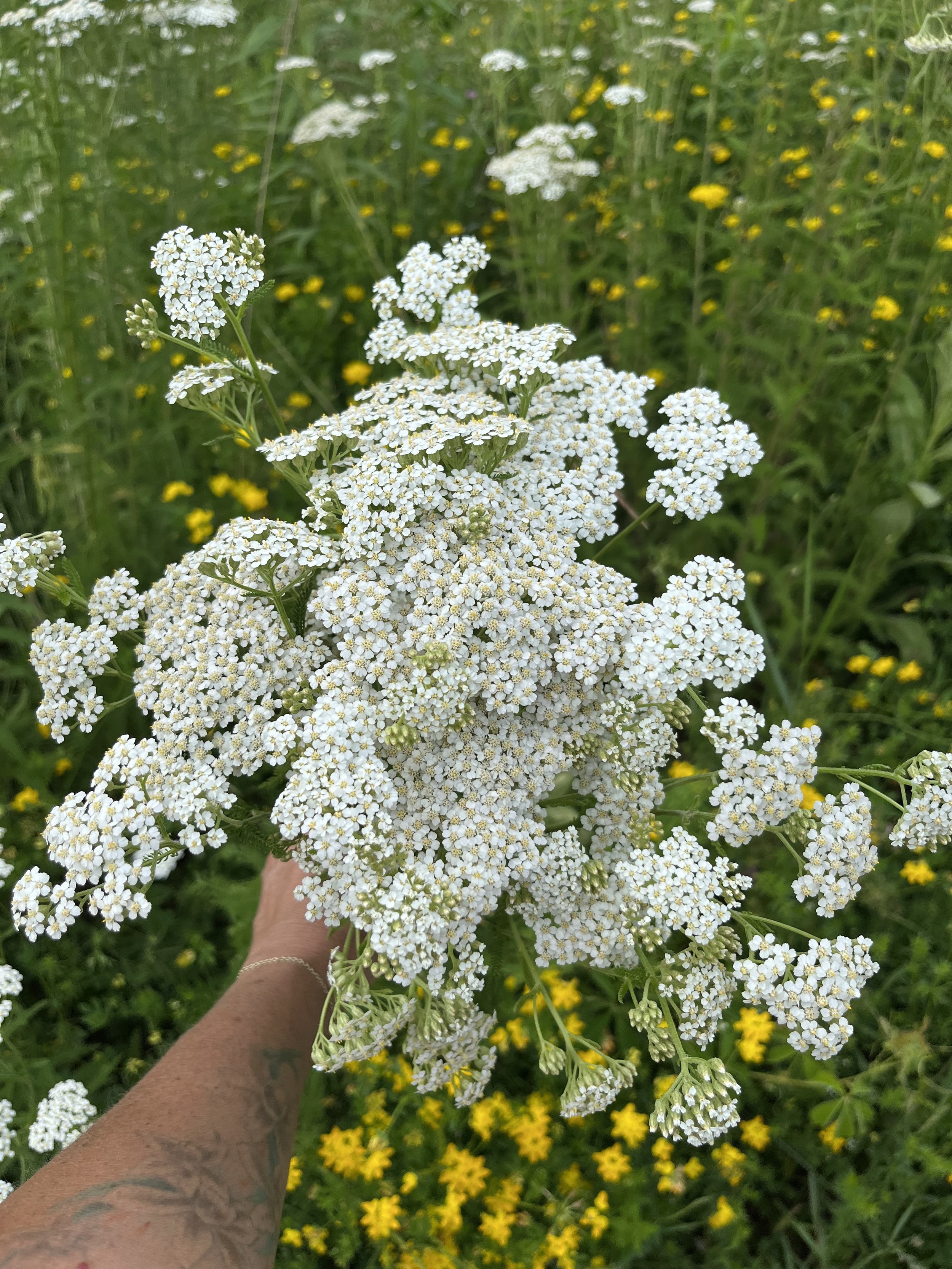yarrow harvest.jpg
