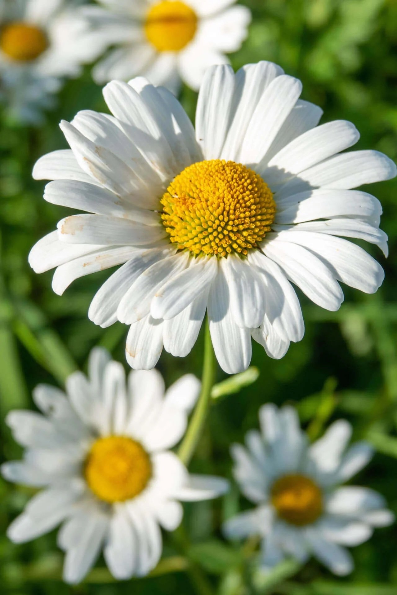 daisy.jpeg