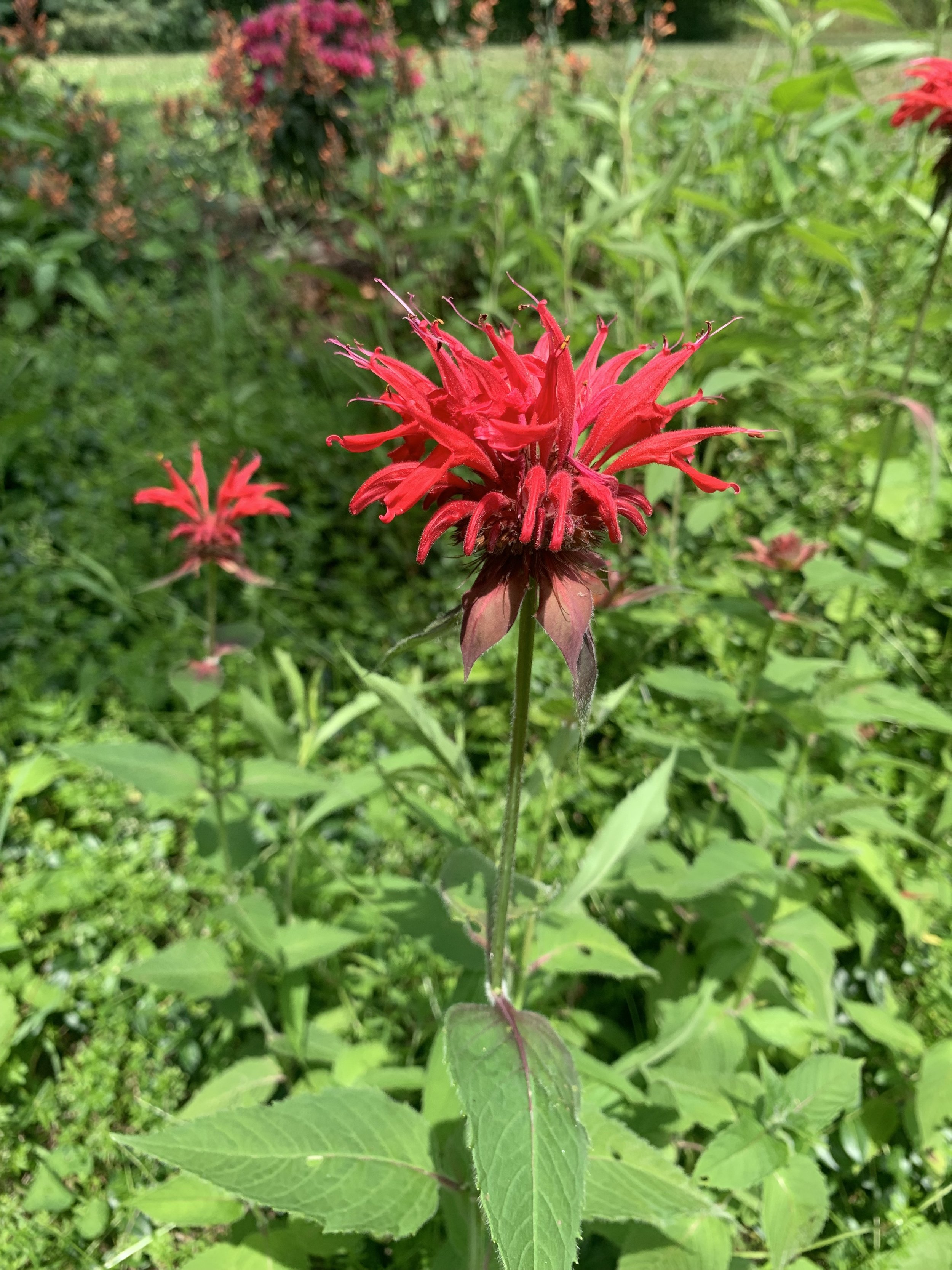 monarda.jpg