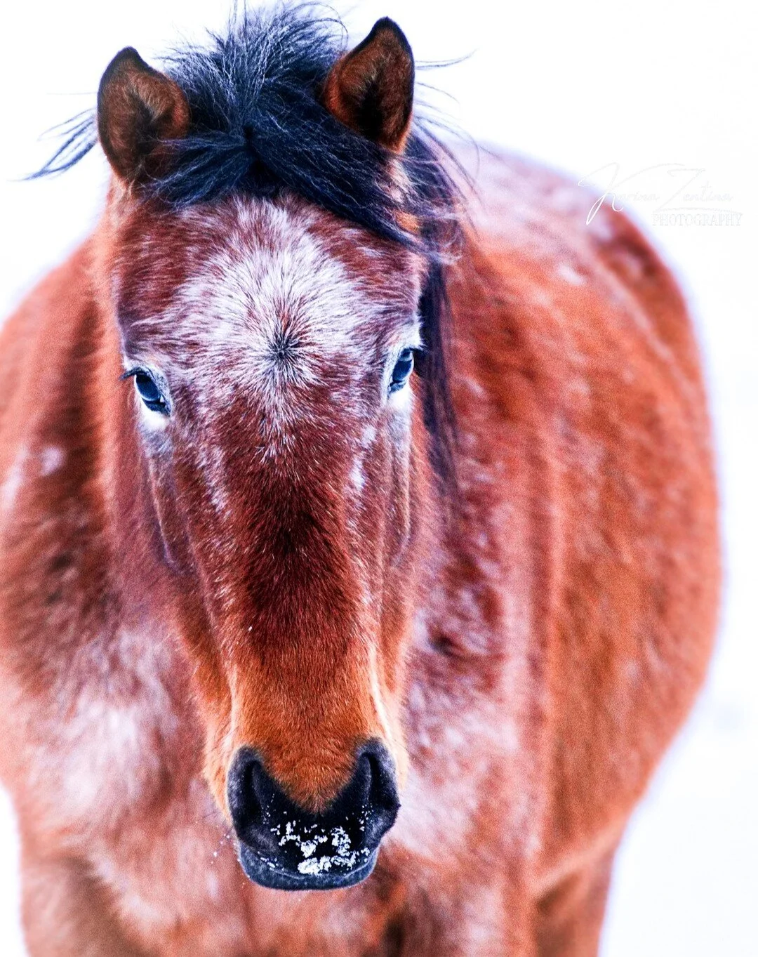 Amarillo owned by @ang.lee.p_ ❤️

Some photos deserve a spot on the wall and I think this one would definitely be one of them 😍

I will be adding custom prints to my services in the near future so stay tuned for an announcement! 🥰

#horsesofinstagr