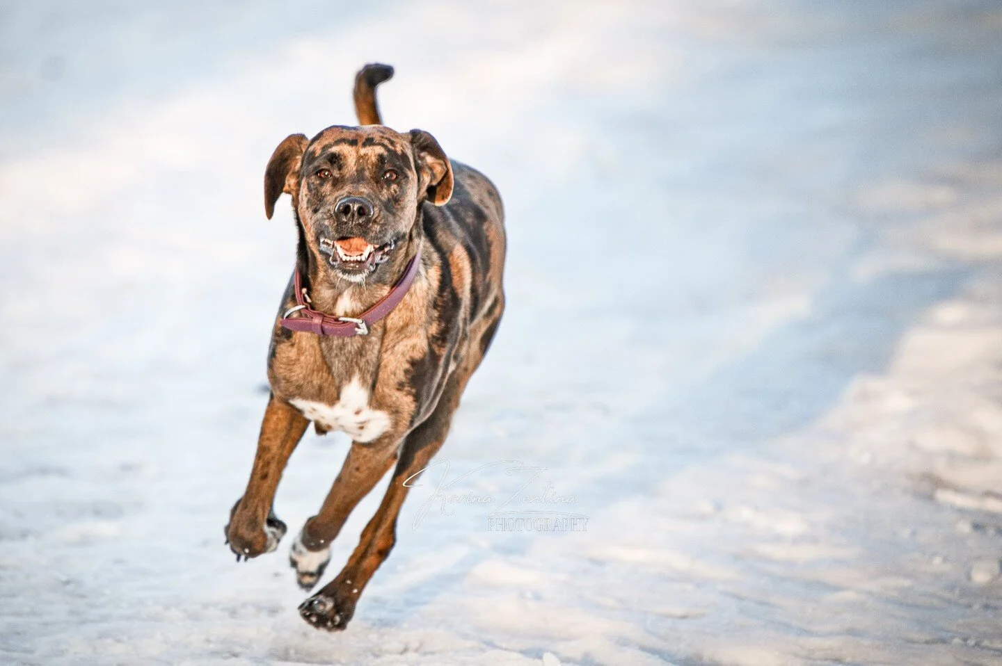 Phyllis just having the time of her life! 😁
I have some exiting news to announce in the next few weeks so stay tuned! 🥰

#dogsofinstagram #yegpetphotographer #yegphotographer #alberta #petlovers