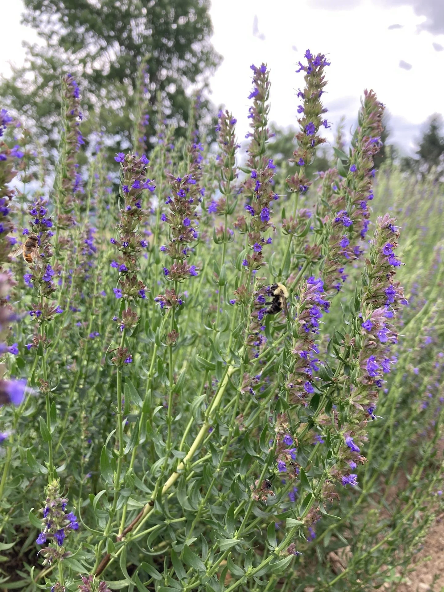 True Hyssop Fresh.jpg