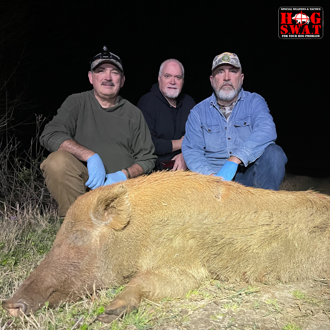 Night Hog Hunts