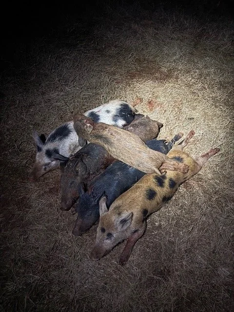 Guided Hog Hunting In Georgia