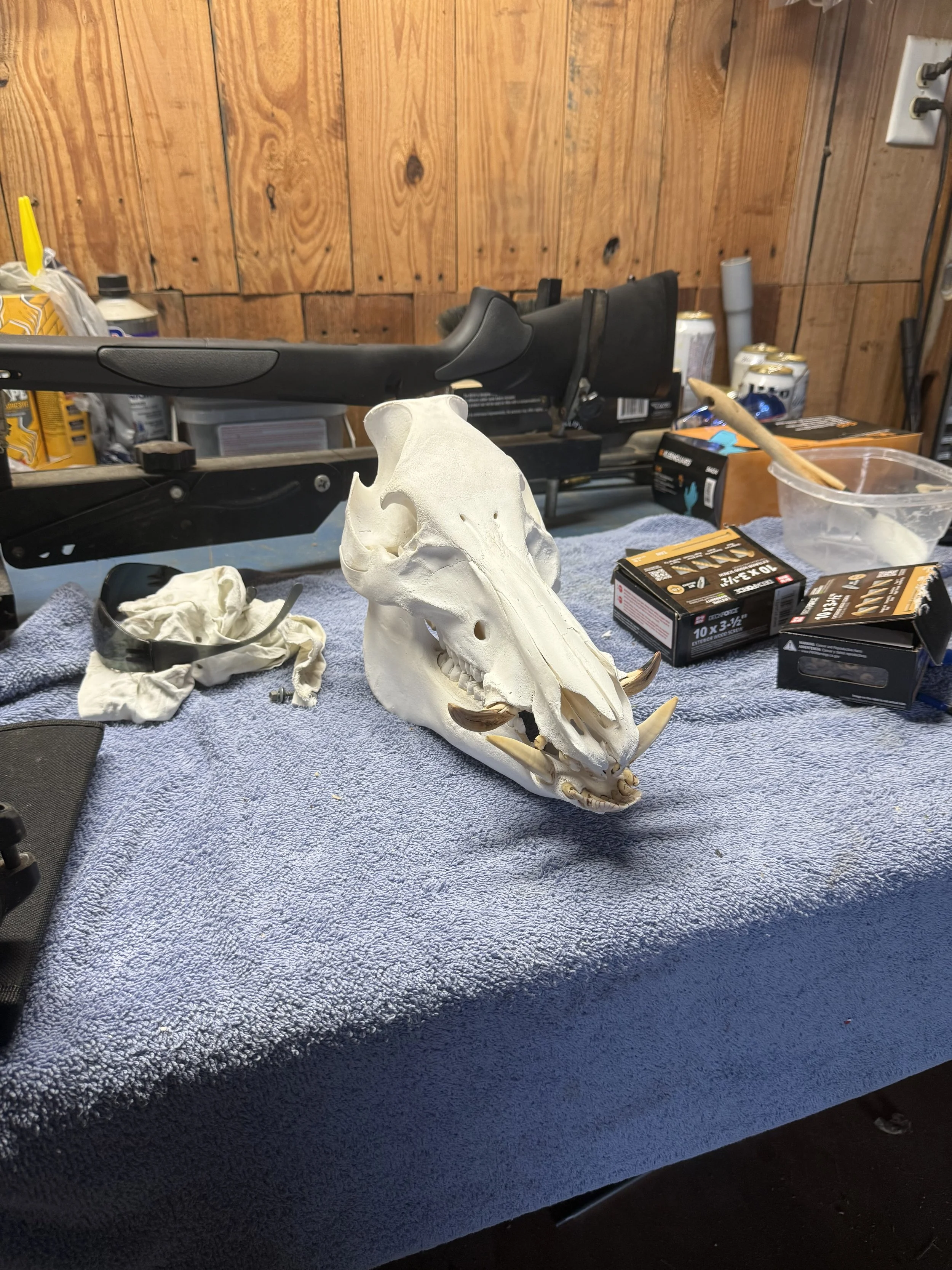 Euro Mount Services In Americus Ga Hog Boar Skull Mounts In Georgia