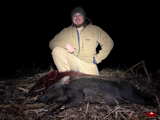 Hunting A Large Sounder