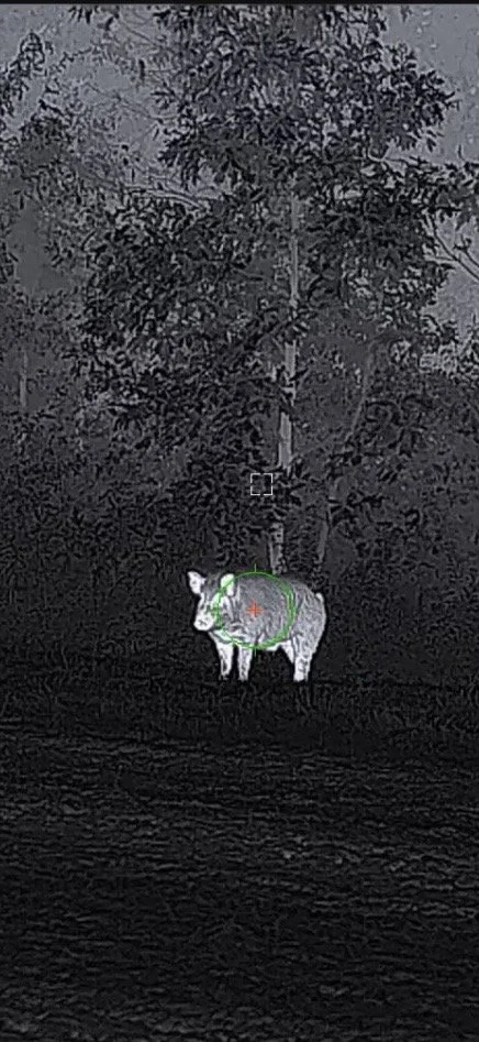 Hog SWAT Thermal Video Package Sample Image