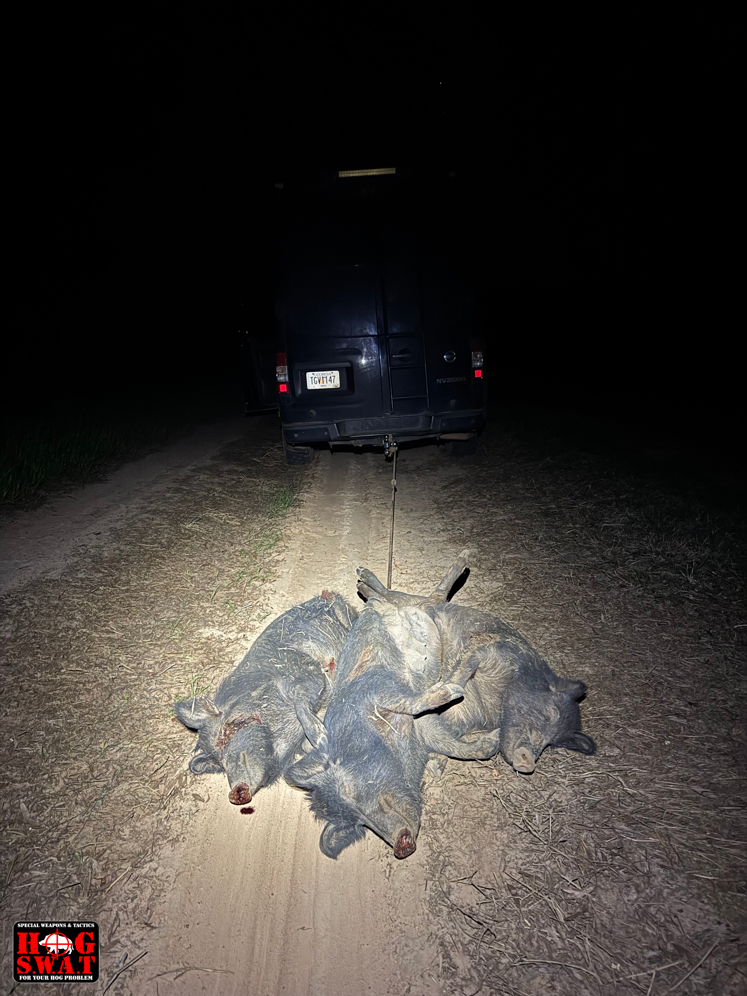 Guided Hog Hunting