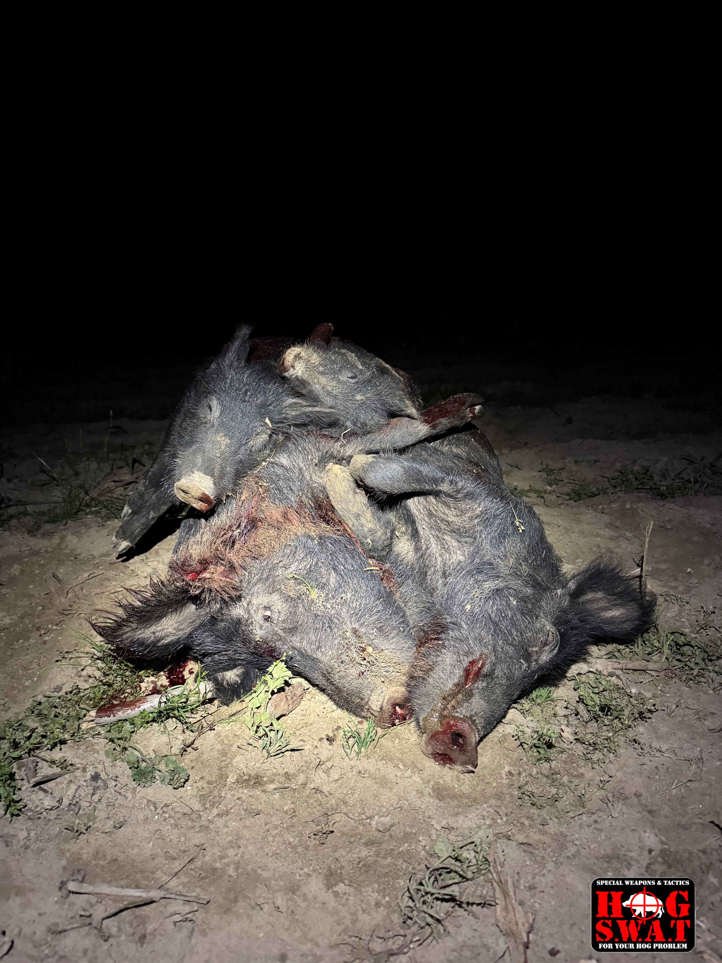 Thermal Hog Hunting In Georgia