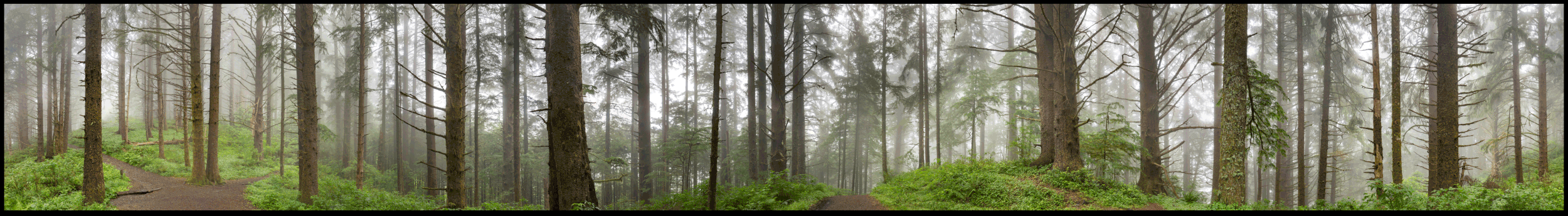Before and after GIF animation