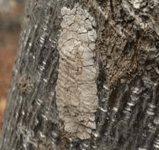 Lanternflies – Look For Nests!