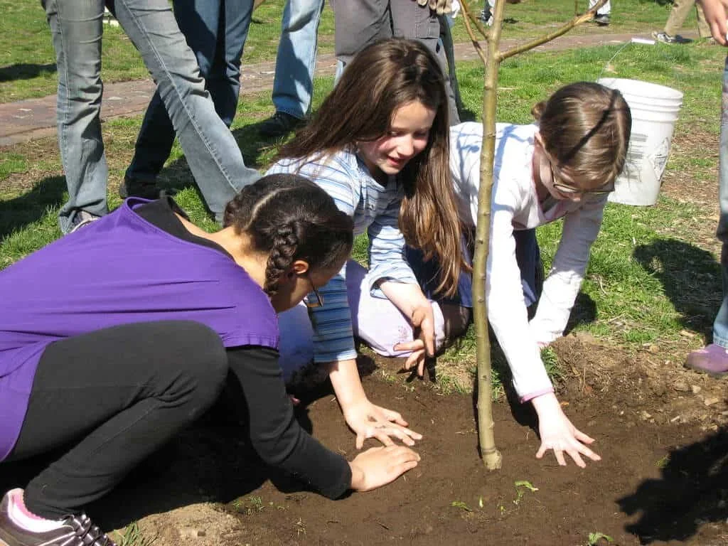 Neighbors Needed for Fall Street Tree Planting Teams – Sat, Nov 16