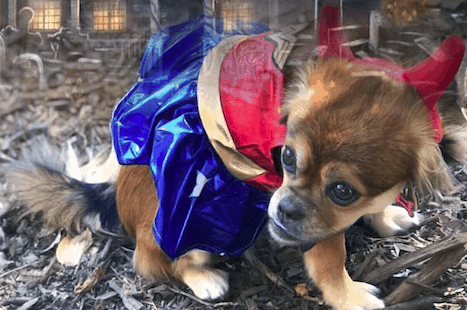 HOUND-O-WEEN – Sat, Oct 26