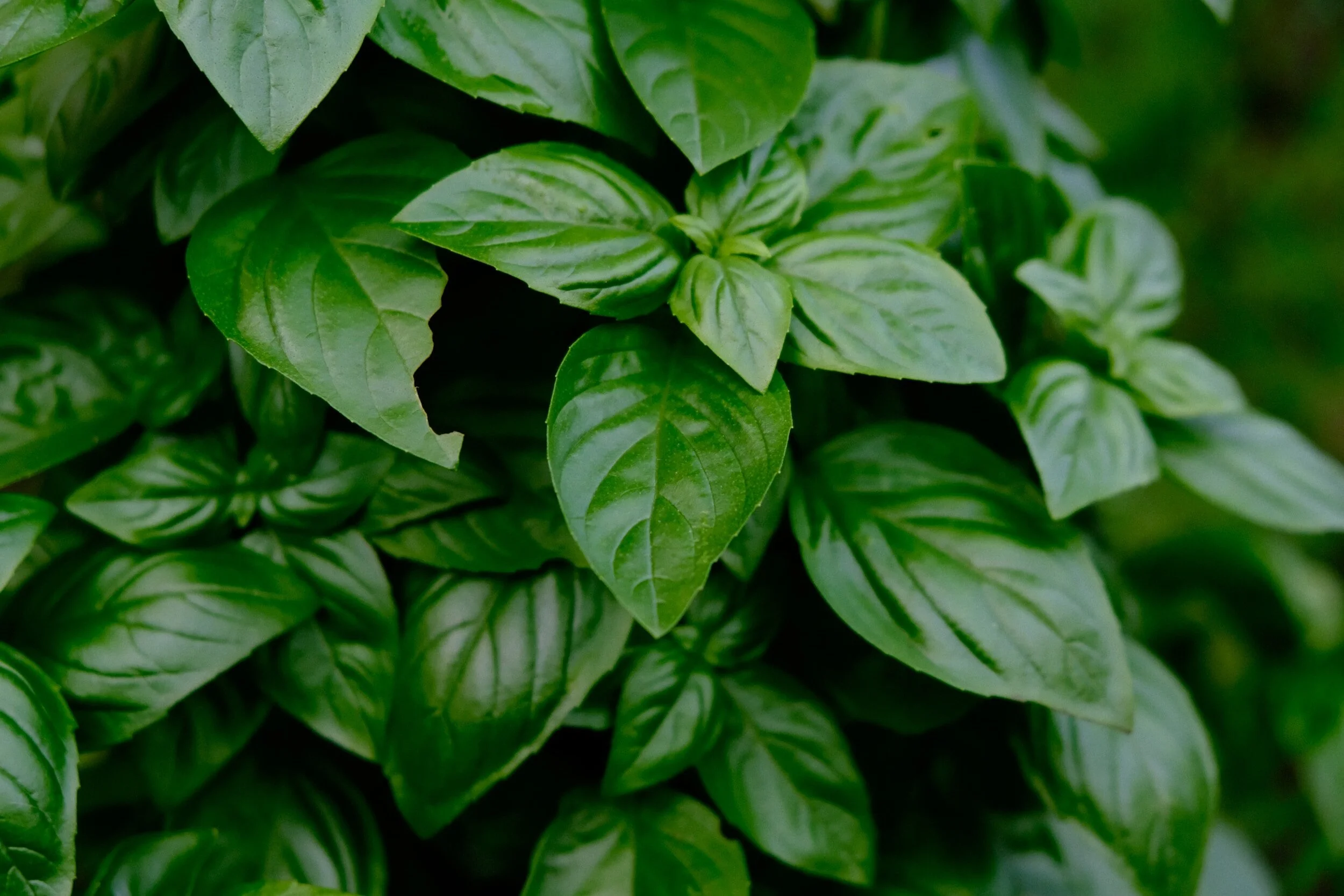 DISCOVERING ITALIANS' FAVORITE SPICE: BASIL