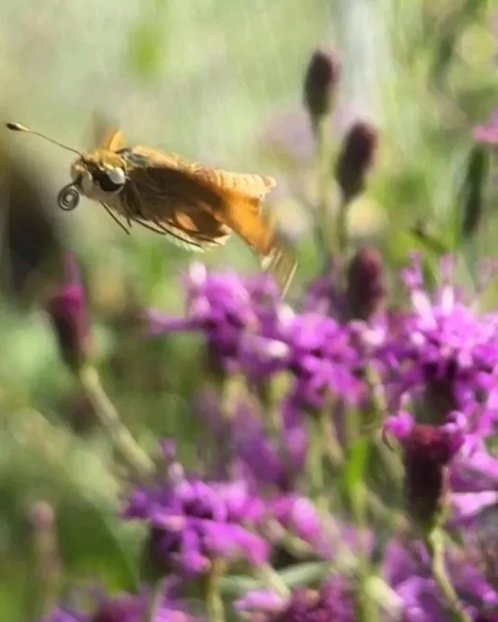 A fritillary butterfly in flight over vernonia, native ironweed, purple flowers and green foliage.