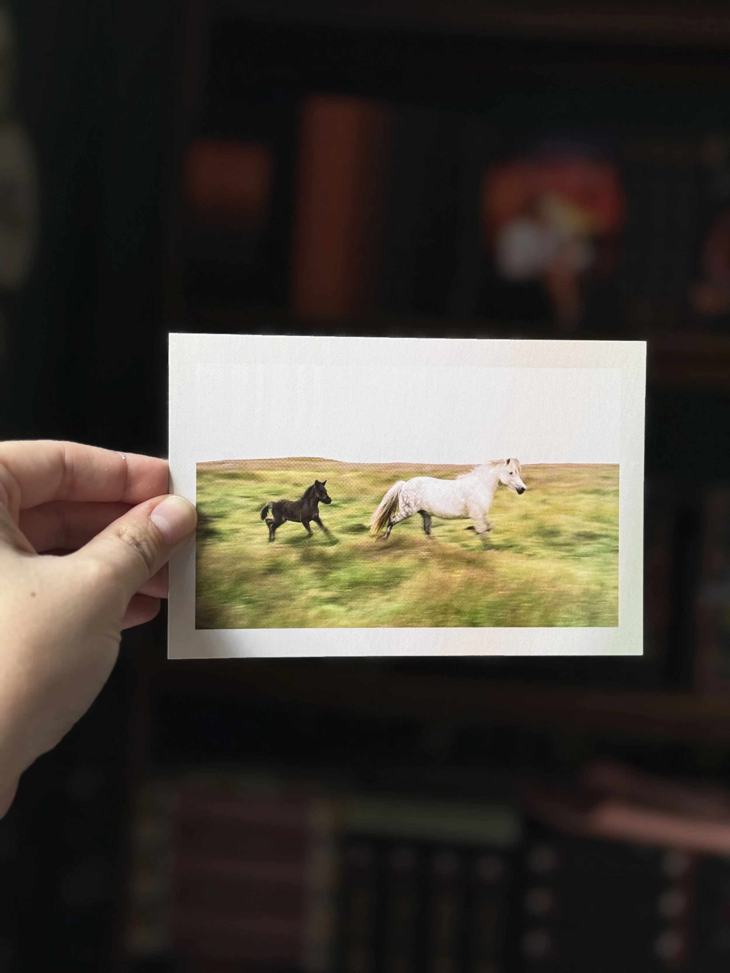 Icelandic Horses - Postcard