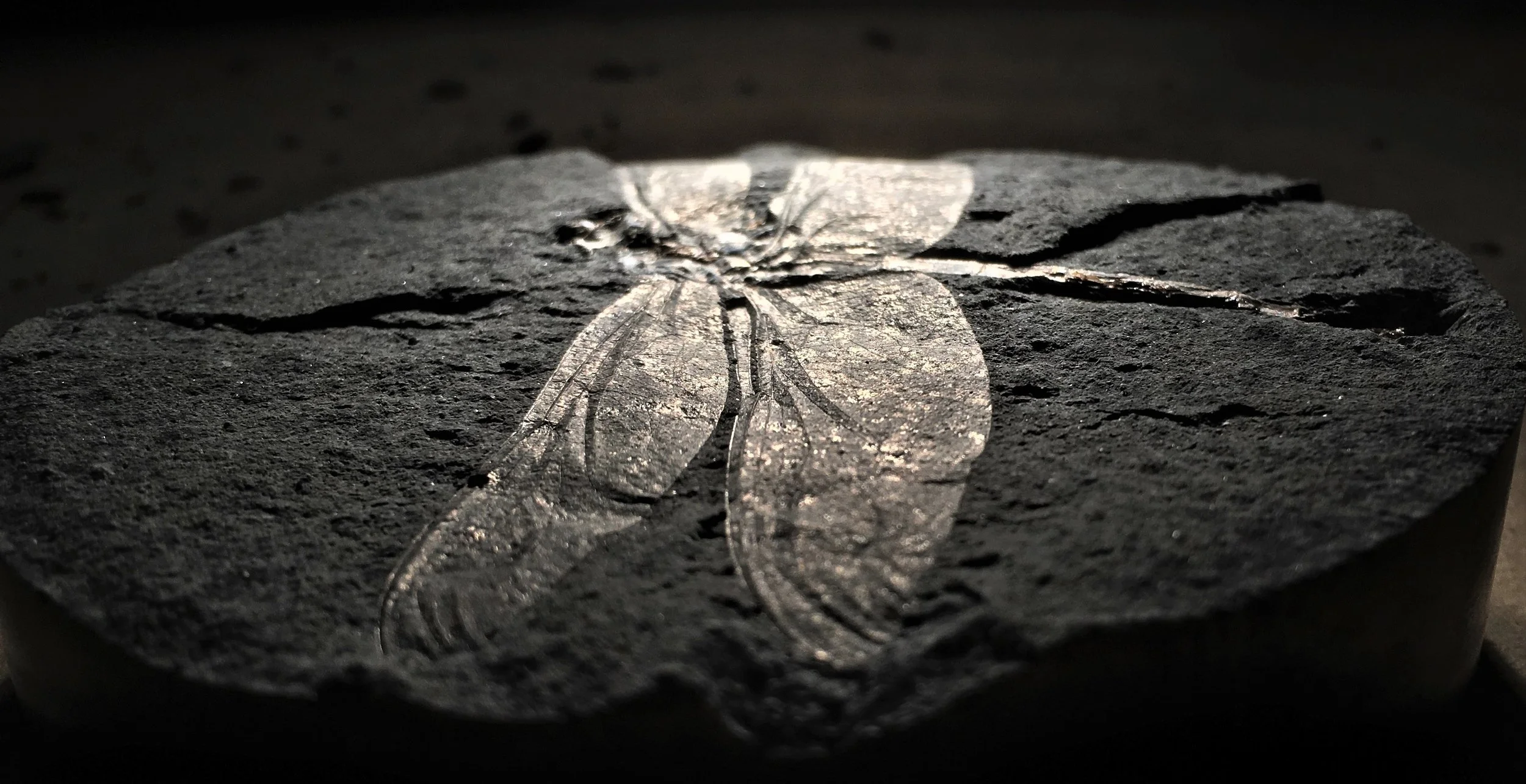 FX4-Limestone & Pyrite — PaleoGenesis Research