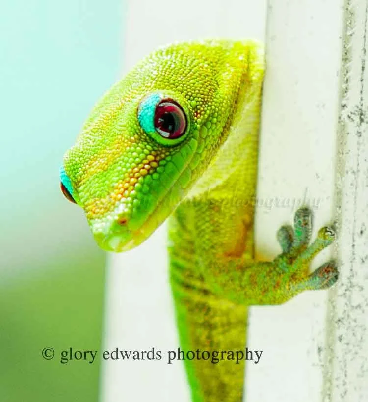 Gecko_wall_hi_there_closeup_web.jpg