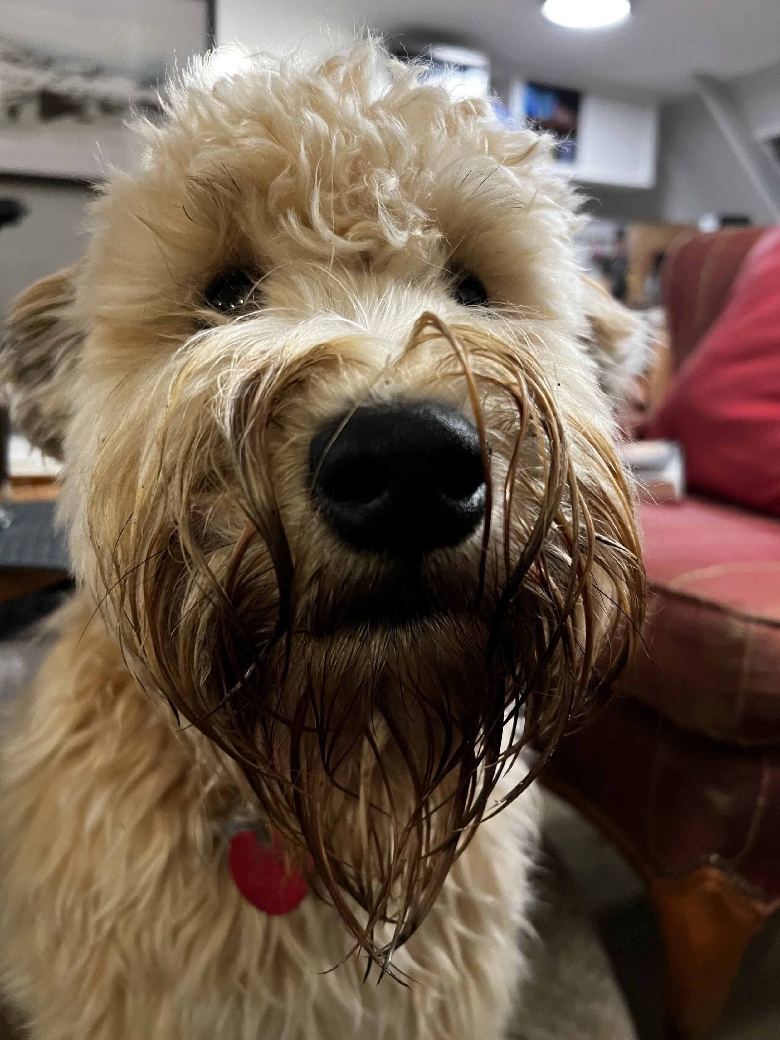 Penny !