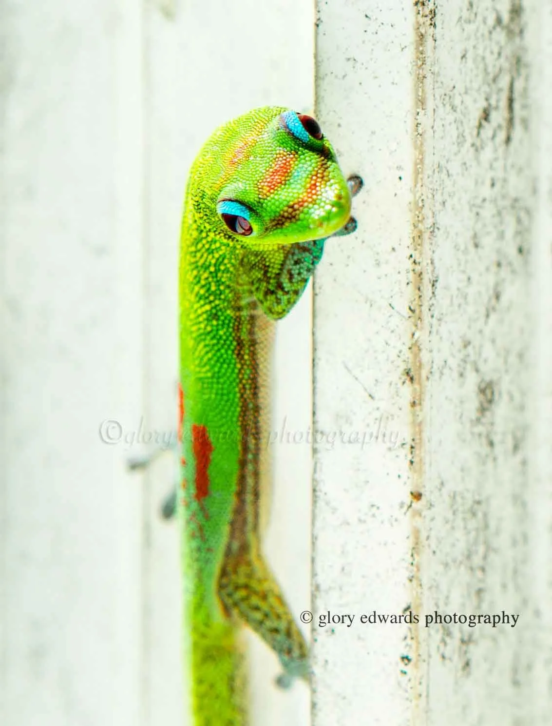 Gecko_wall_hello_web.jpg