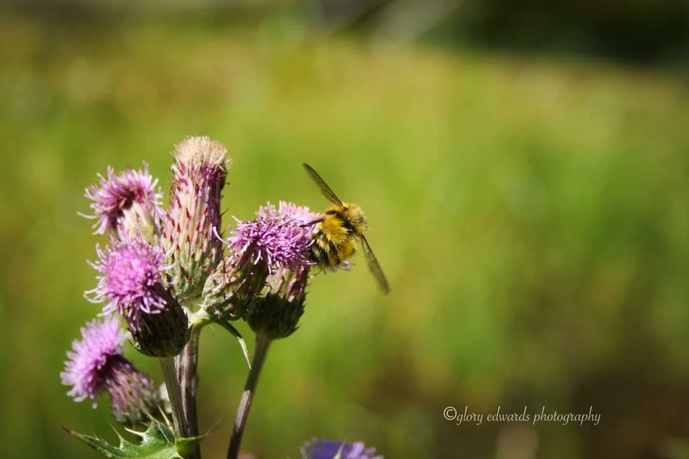 Thistle & Bee