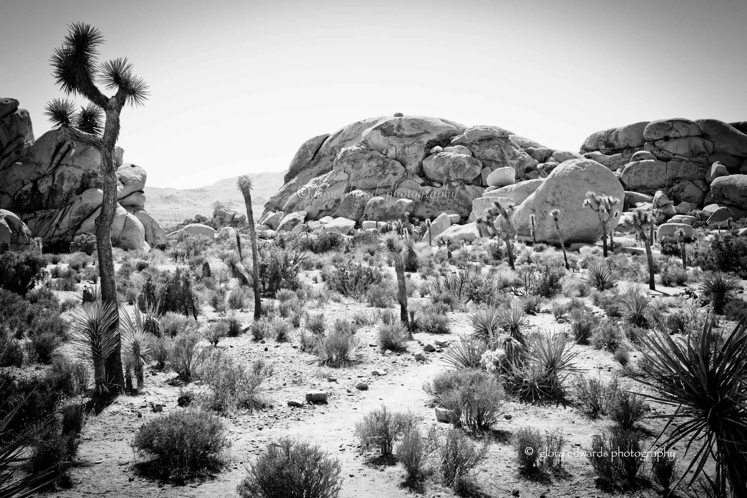 joshuatree_2022BW_web.jpg