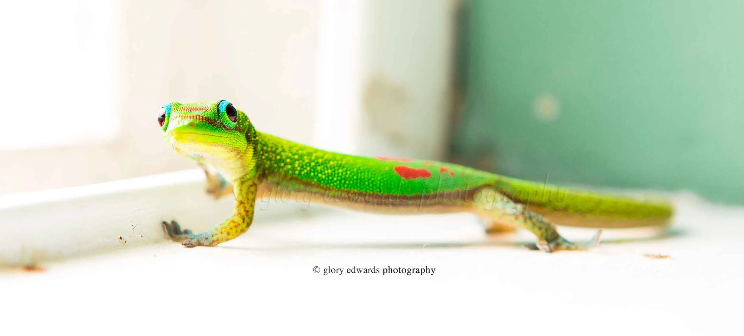 Gecko_gotta_problem_web.jpg