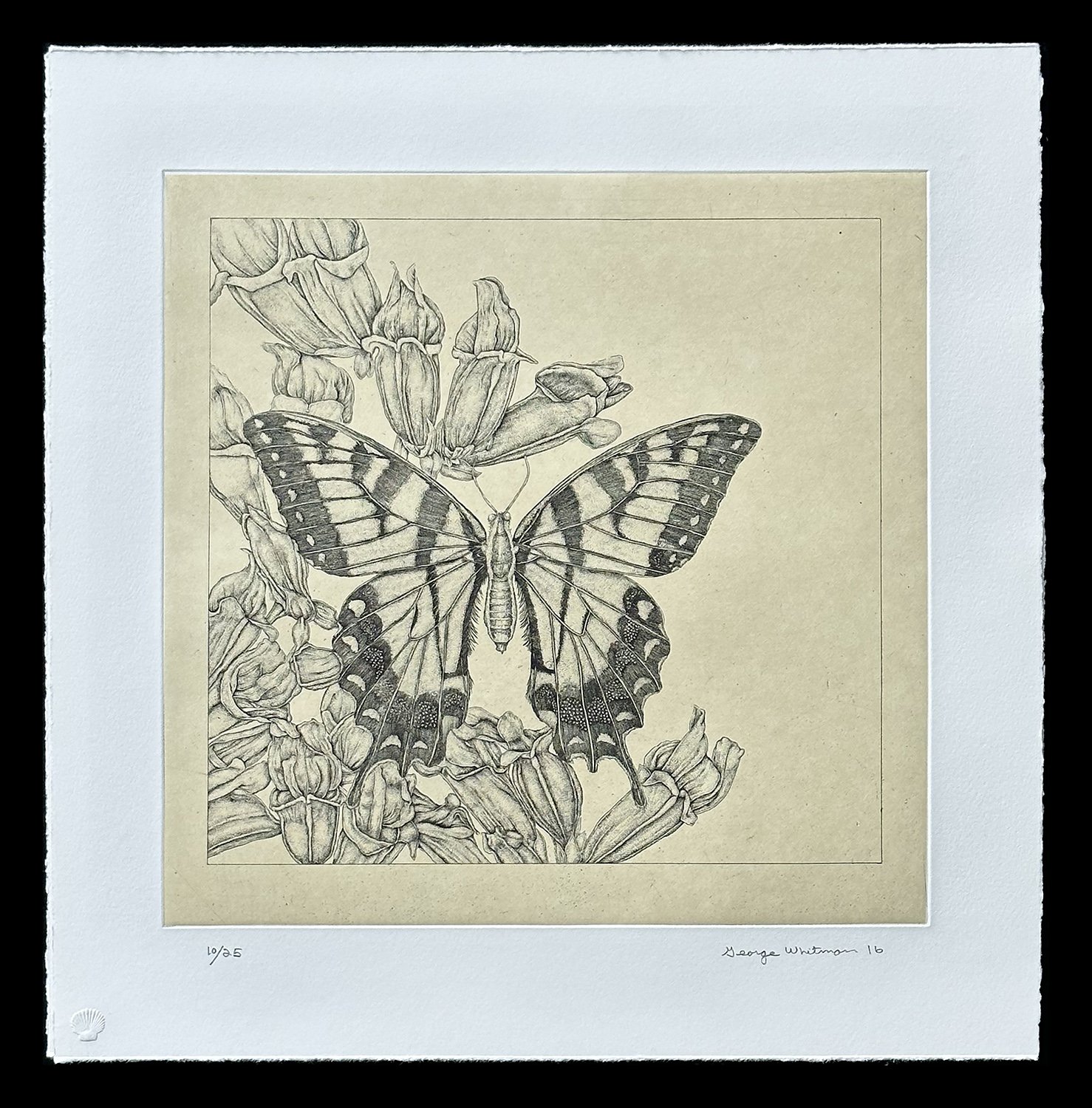 Whitman_2016_Butterfly_1_(WebOptimized-coloradjusted).jpg