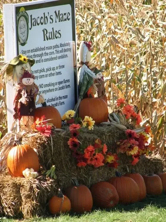 jacobs-corn-maze-mi_j9b27911_large.webp