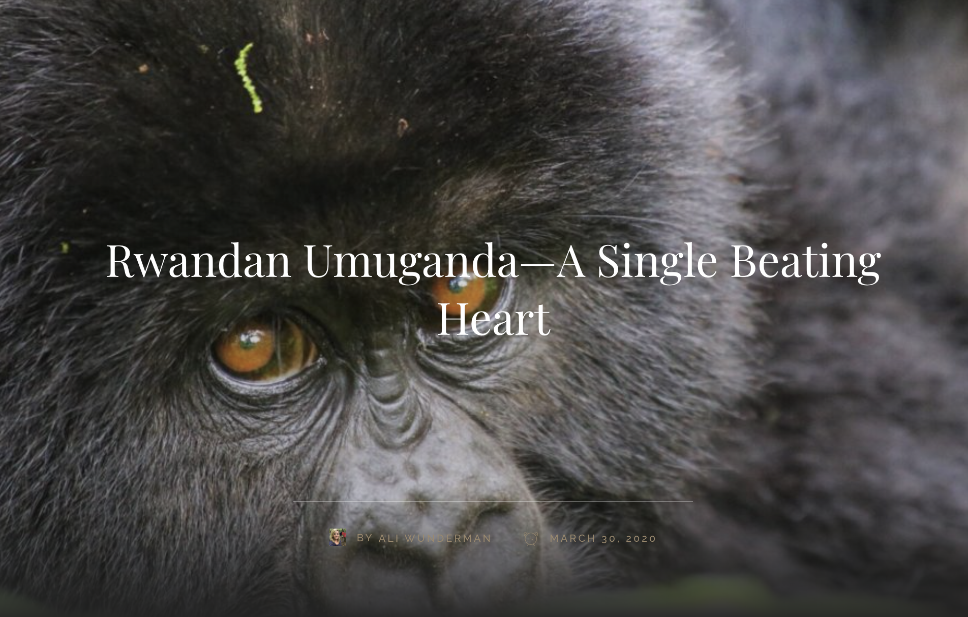 Screen Shot 2023-02-23 at 5.08.58 PM.png