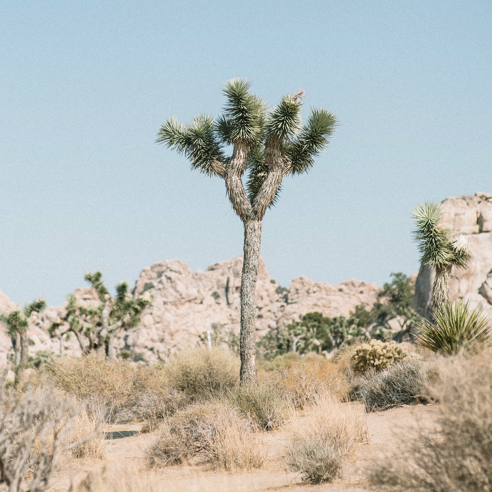 Yucca b in park 1.jpeg