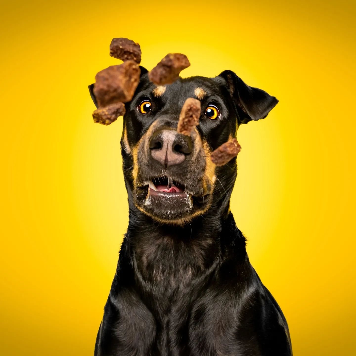So many treats, they should have sent a poet 🍖💕

#funnydog #dog #doggo #petphotography #dogphotography #cutedog