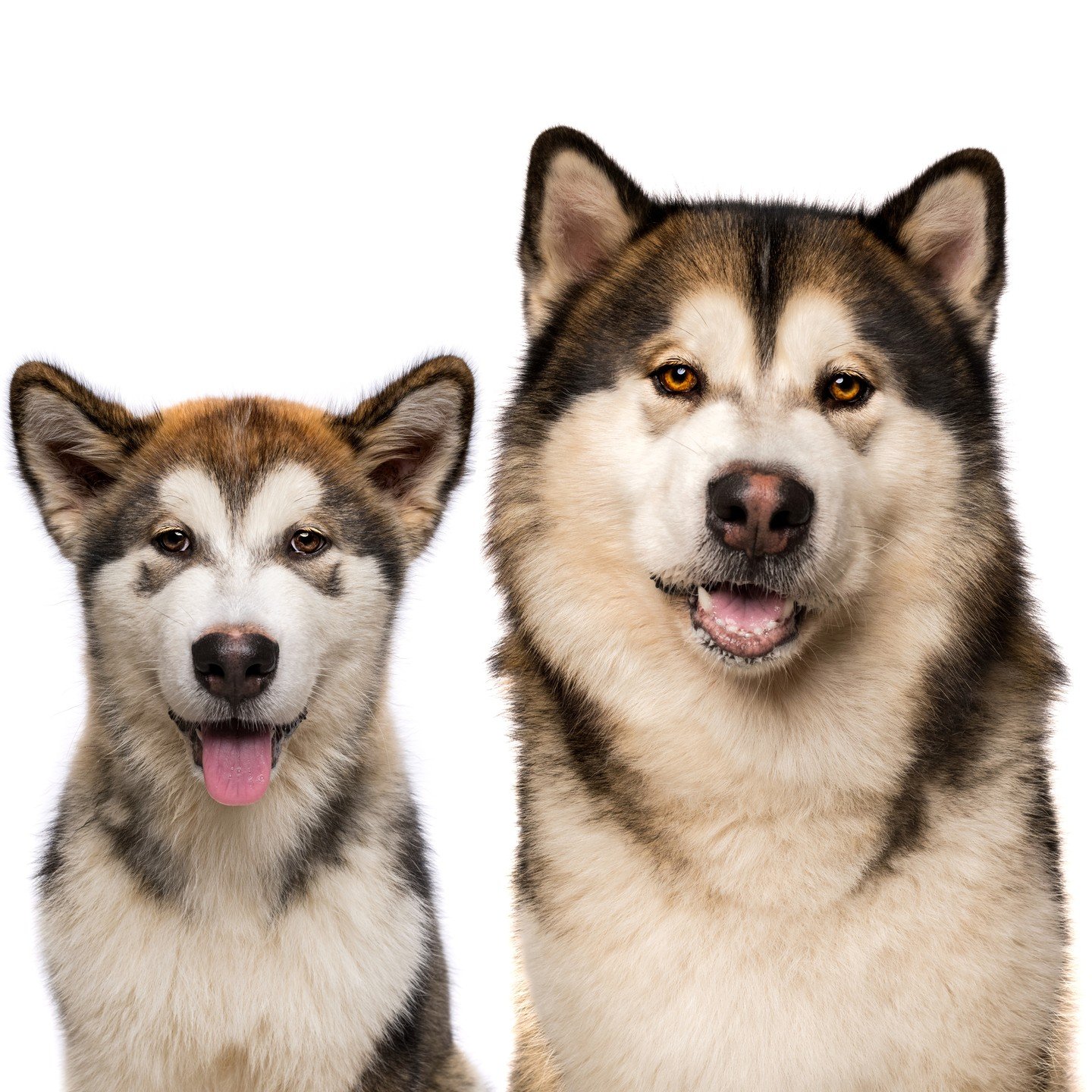 Koda then and Koda now 🐶💕
@mallylife19

#alaskanmalamute #malamute #alaskanmalamutepuppy #alaskanmalamutes #petphotography 
#puppy