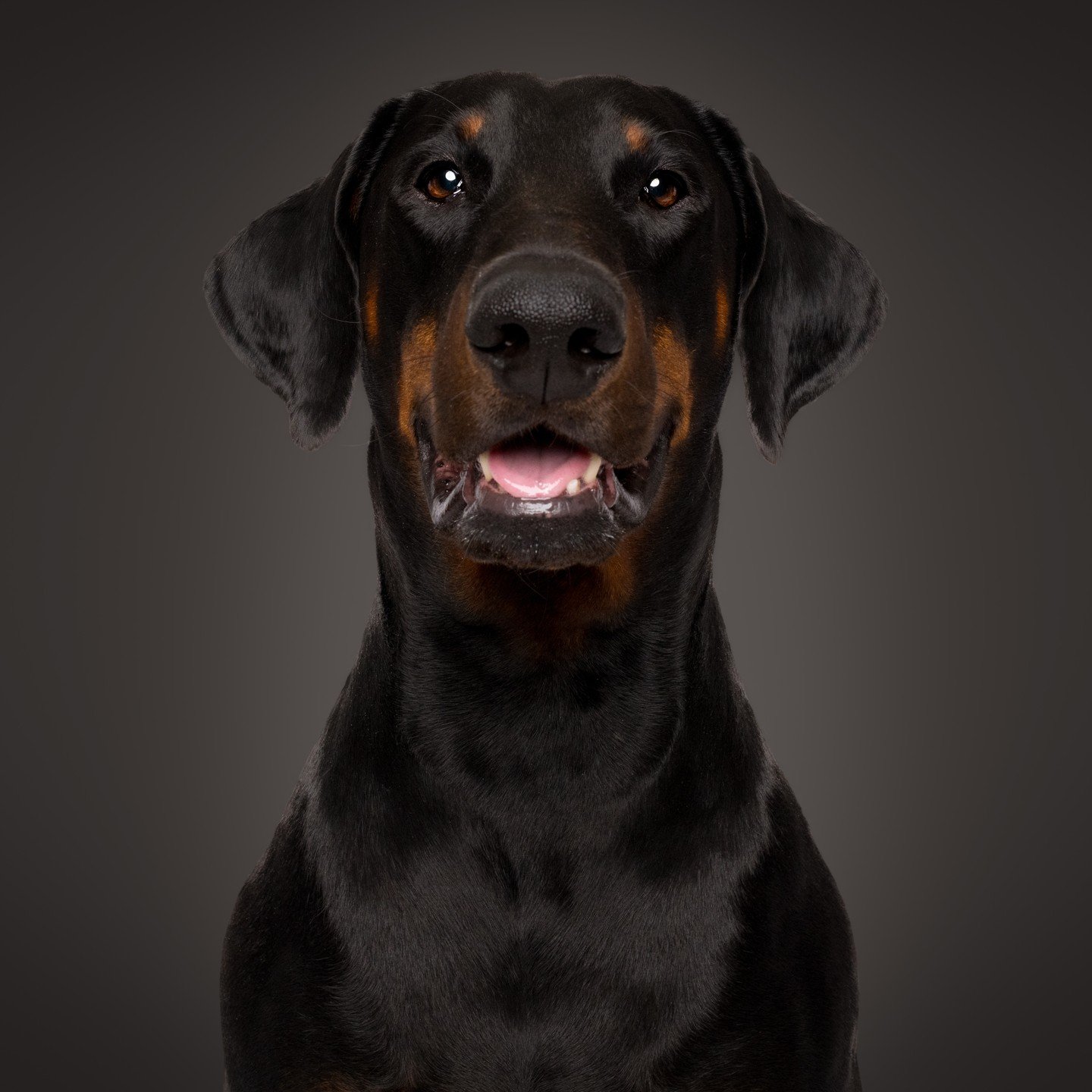 If there ever was a snoot that needs a boop 👉💢

Zulu the #doberman pup has a heart as big as his paws and a spirit that's just as adventurous.

Whether he's out on walkie, patrolling the yard, or lounging at home, Zulu brings joy, loyalty, and a to