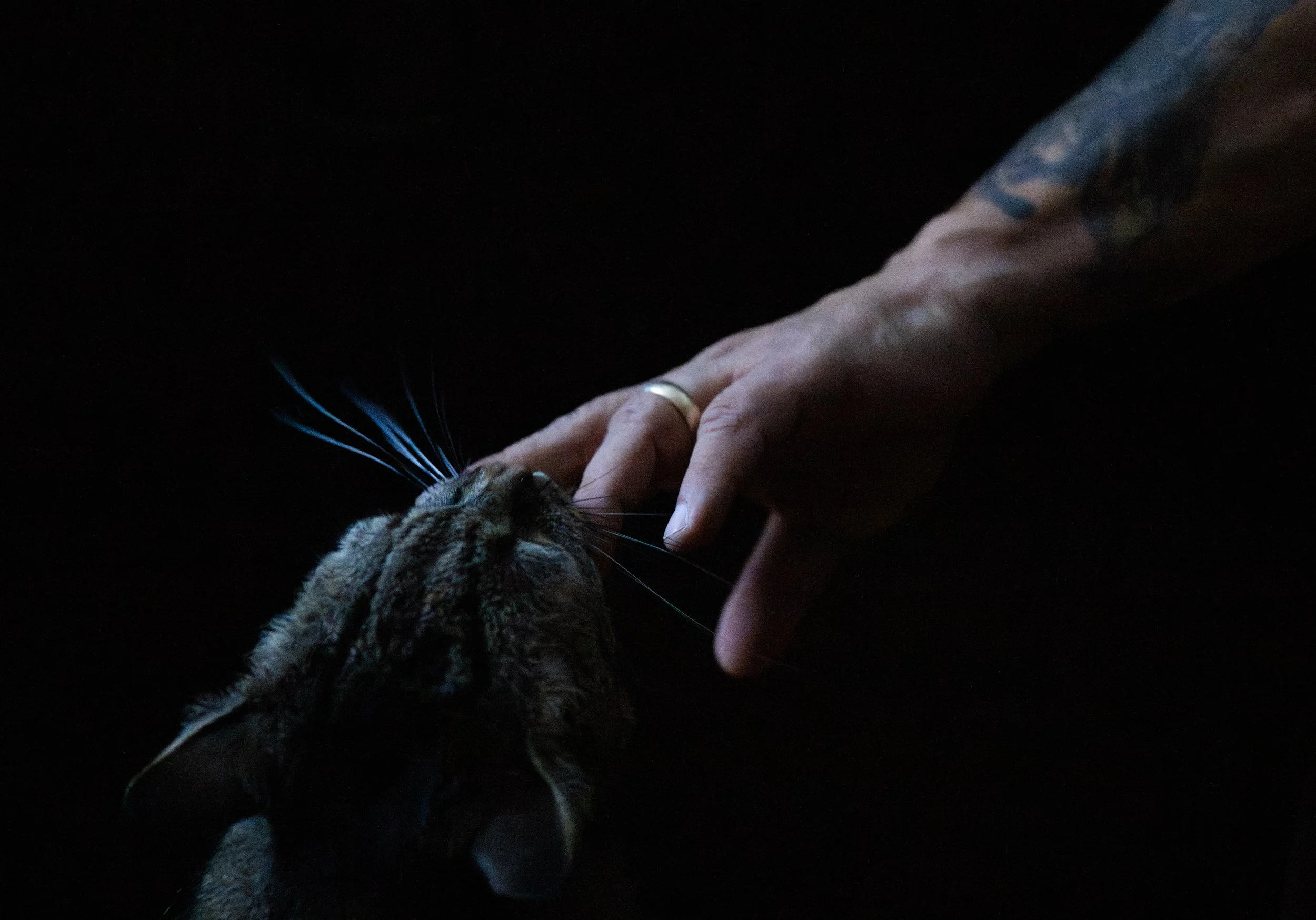 Stephen Rosa pets his cat, Chance, at his home on April 17, 2026.
