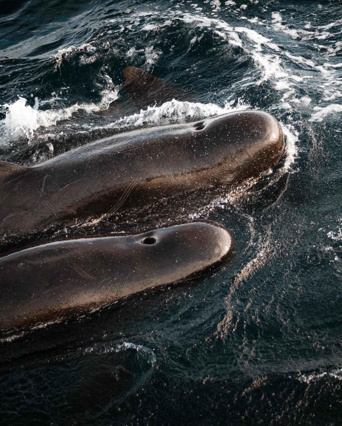 Whales in arctic waters
. 
#norway #lofoten #whale  #autumncolors #autumn #autumnvibes #visitnorway #sonyalpha #scandinavia #naturelovers #outdoorlife #norge #mynorwaystories #sonyalpha #AlphaAutumnCH #naturephotography #takeahike #stayandwander #fal