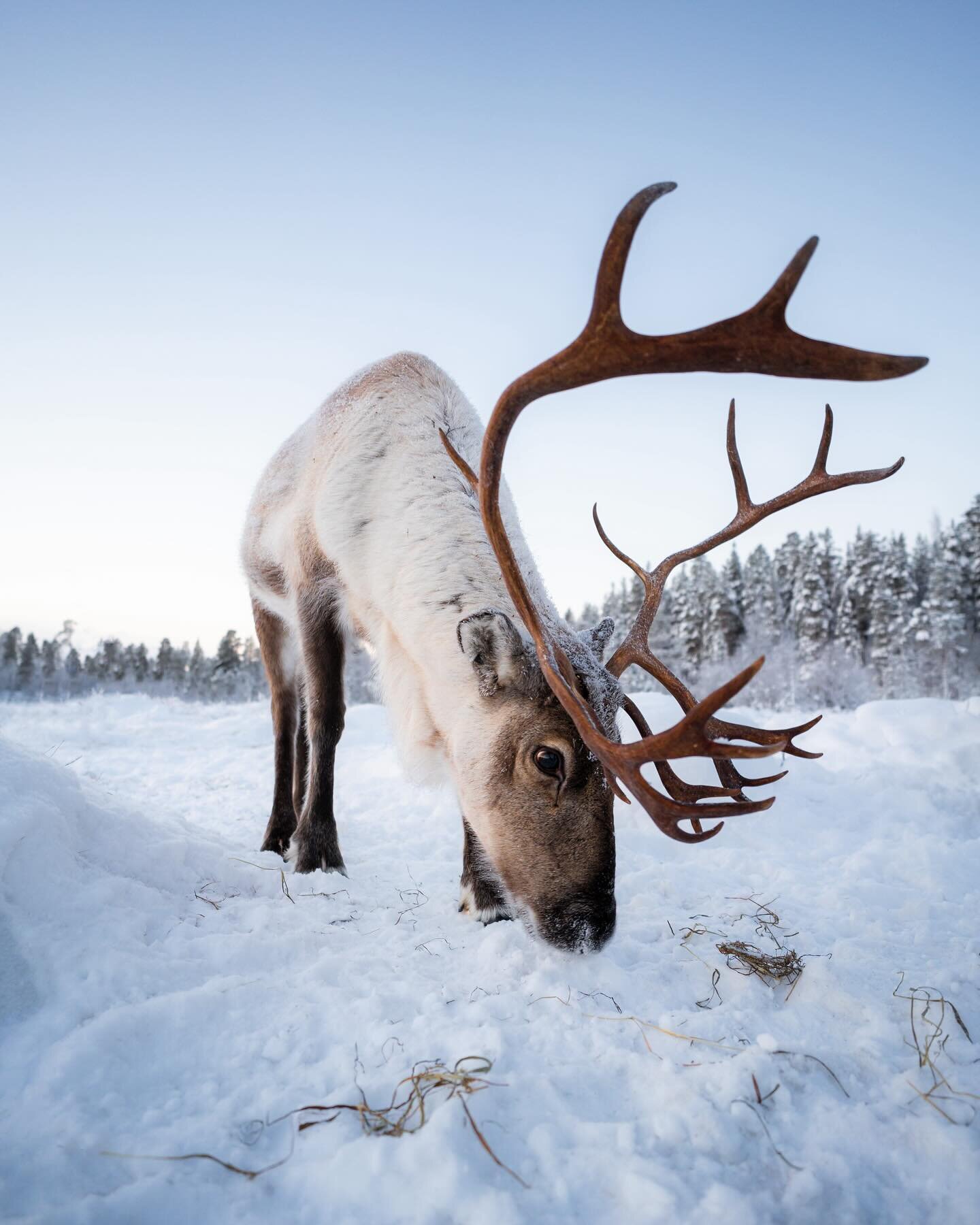 Graceful reindeer embodying the untamed beauty of the Arctic wilderness. ❄️🇫🇮 
.
#lapland #finland #nature #lappi #visitlapland #travel #winter #snow #visitfinland #laplandfinland #naturephotography #suomi #arcticcircle #winterwonderland #reindeer 
