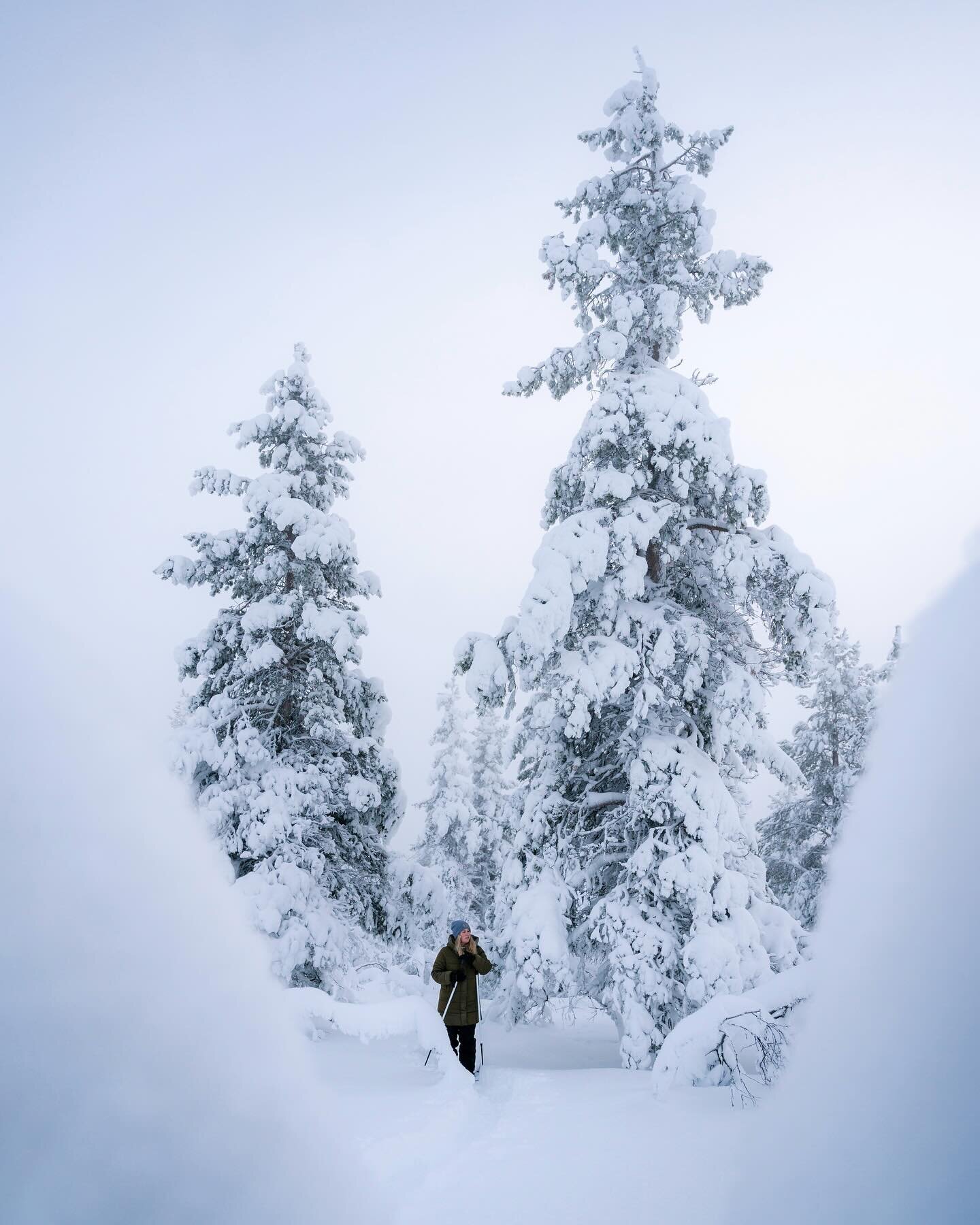 Snowy Trees 🌲❄️
.
#lapland #finland #nature #lappi #visitlapland #travel #winter #snow #visitfinland #laplandfinland #naturephotography #suomi #arcticcircle #winterwonderland #finnishlapland #arctic #exploremore #portrait #lappland #sonyalpha #sonyh