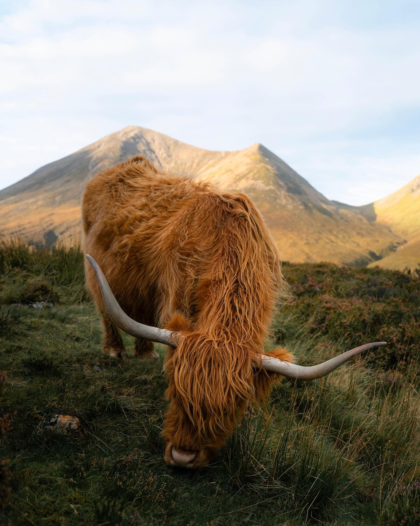 Highland Coos, 
Looks cozy and warm 🐮
.
#Scotland #Discoverscotland #Visitscotland #Edinburgh #scottishhighlands #highlandcows
#sonyalpha #couplegoals #autumn #couplewhotravel #AlphaAutumnCH #outlander #harrypotter #roadtrip #sweaterweather #autumnc